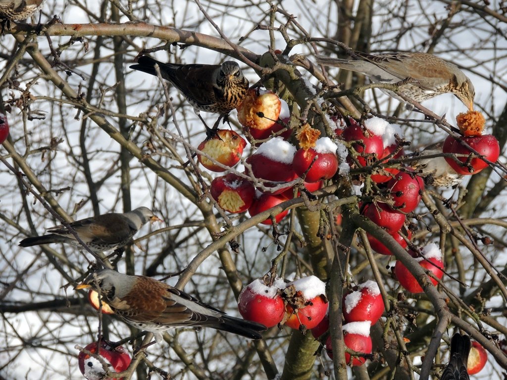 Heißbegehrte Tiefkühlfrüchte frisch vom Baum