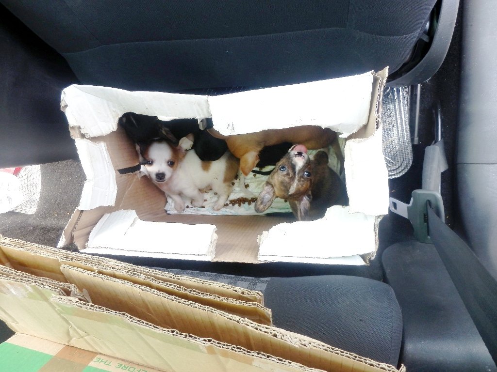 Hundewelpen geschmuggelt Chihuahua