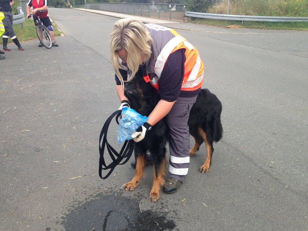 BRK Hundestaffel, Rettungshunde