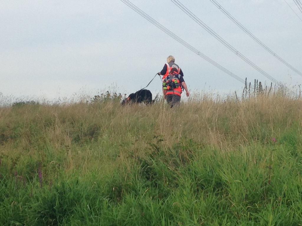 BRK Hundestaffel, Rettungshunde