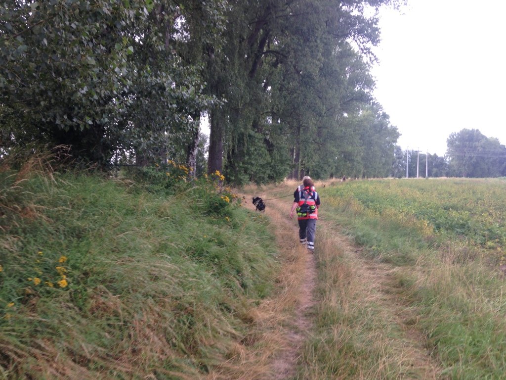 BRK Hundestaffel, Rettungshunde