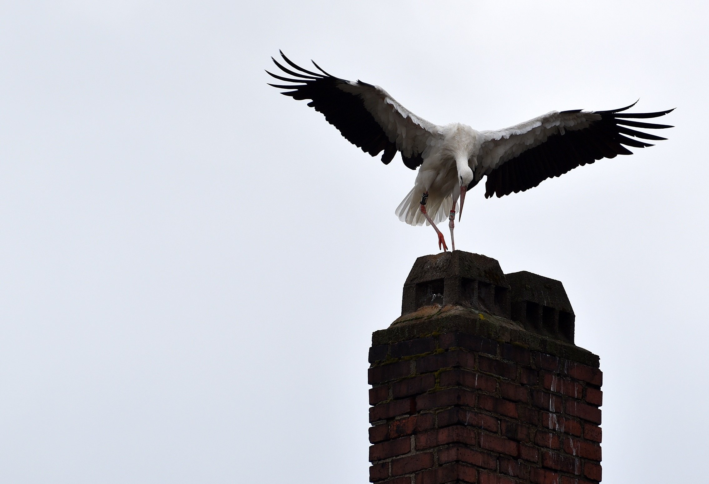 Storch Weiden