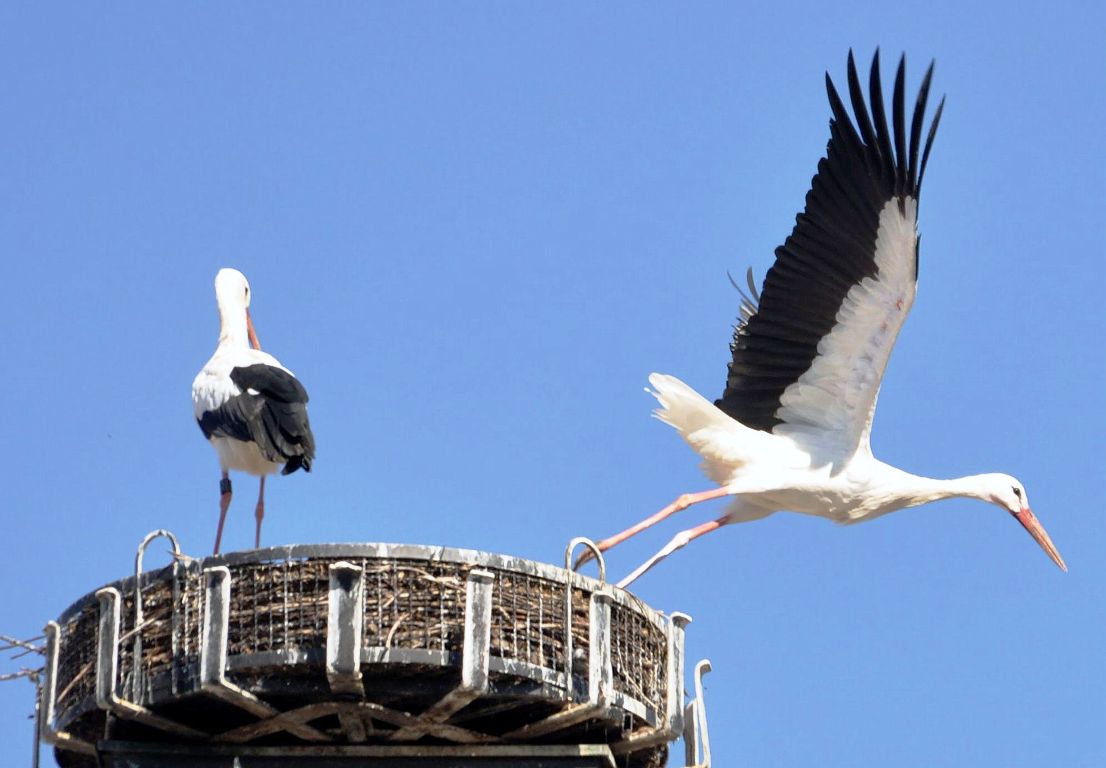 Storch Weiden Winterquartier