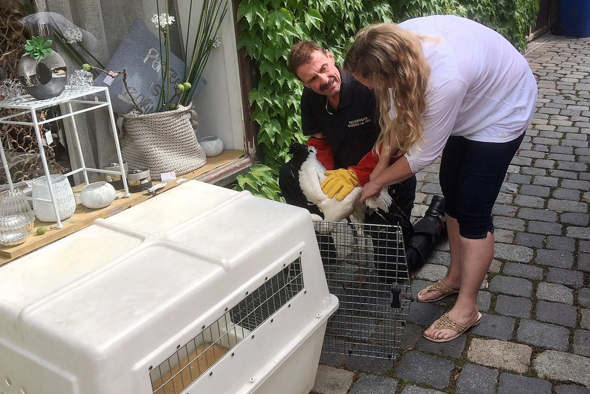 Jungstorch Notlandung