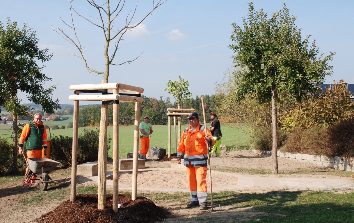 Baumbepflanzung Parkstein neue Bäume Parkstein wird grüner1