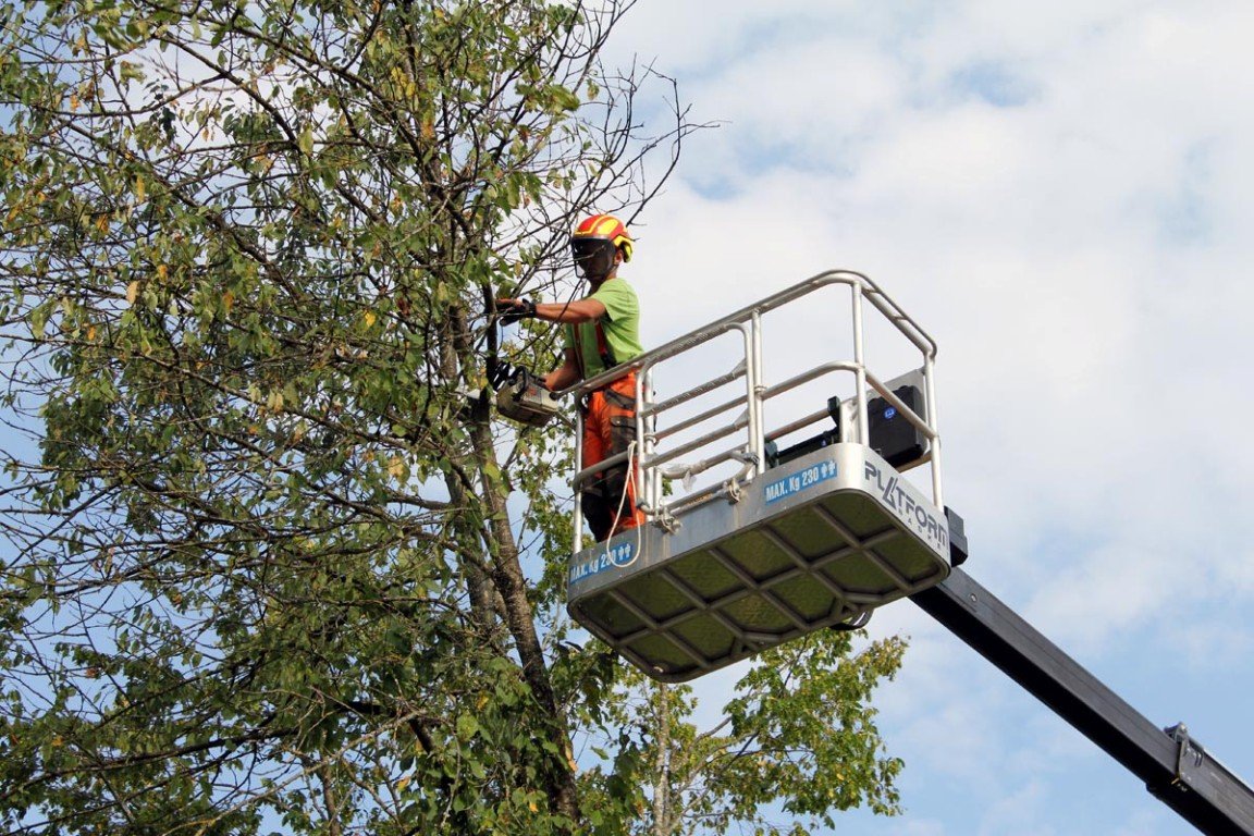 Baummfällung Baum fällen Symbol Symbolbild Bauhof Mitarbeiter Rückschnitt Roden Rodung Äste schneiden 2