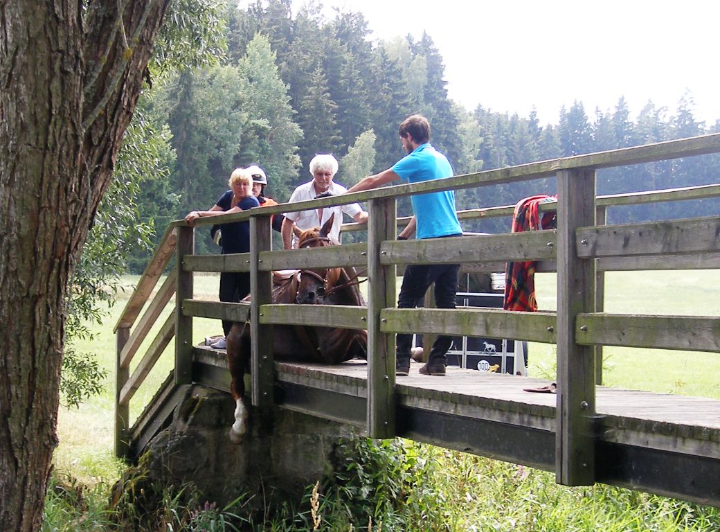 Unfall Pferd Waidhaus FFW