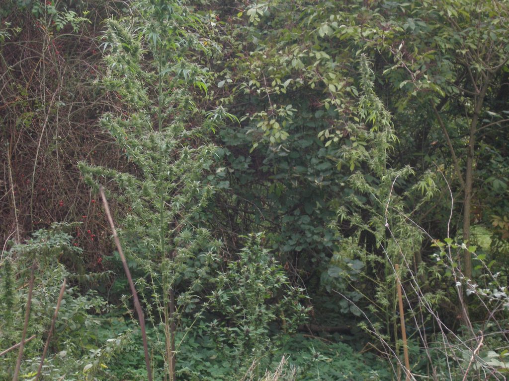 Cannabis Pflanze im Garten Haschisch