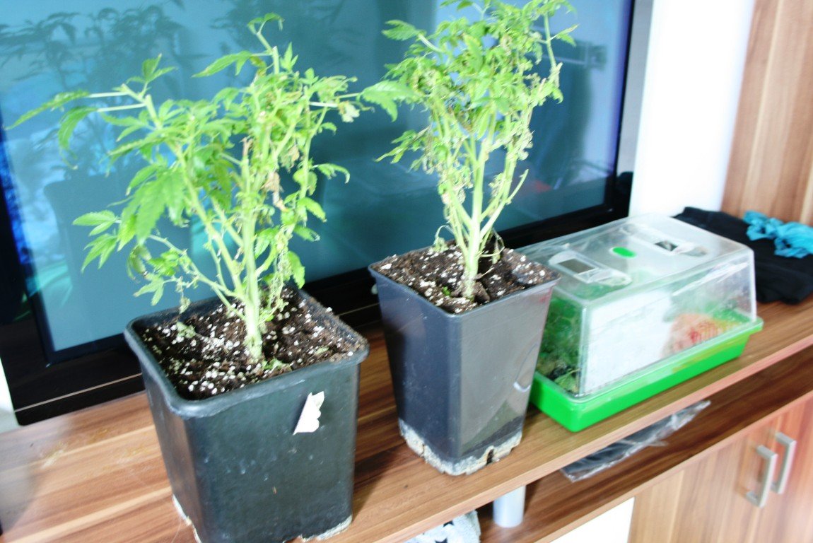 Cannabis Plantage Marihuana Polizei Weiherhammer