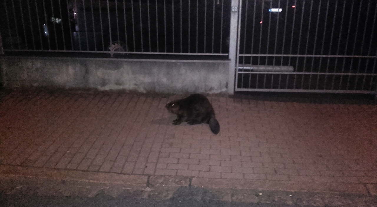 Biber, Polizei Weiden