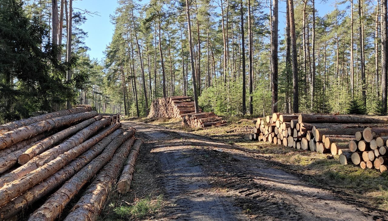 Waldarbeiter bei Unfall schwer verletzt
