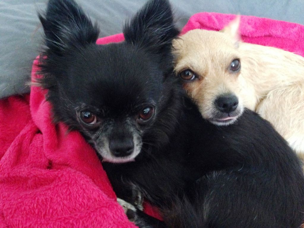Blacky & Struppi ein Herz und eine Seele