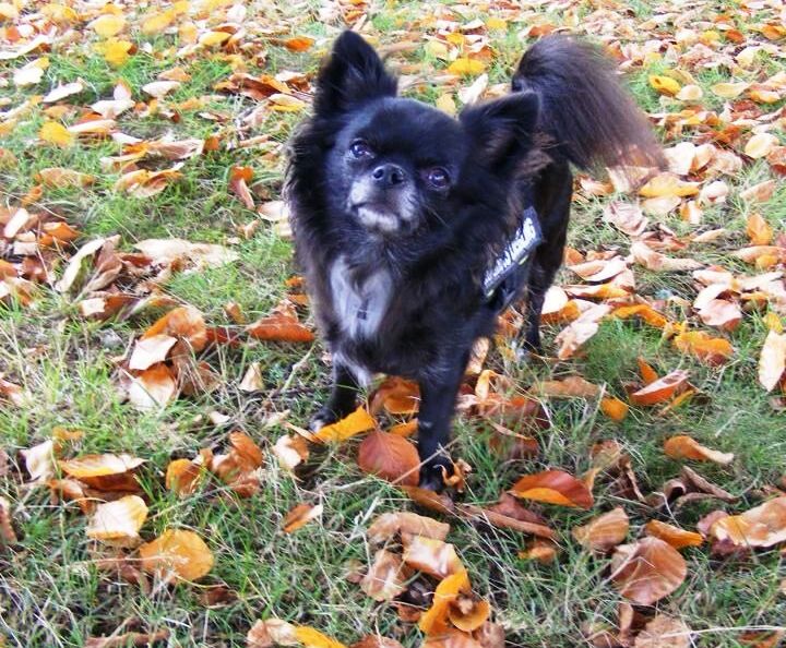 Blacky beim still stehen für Herbstfoto
