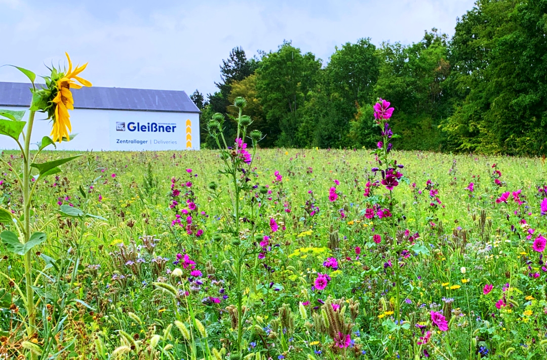 Blumenwiese Gleißner Tirschenreuth