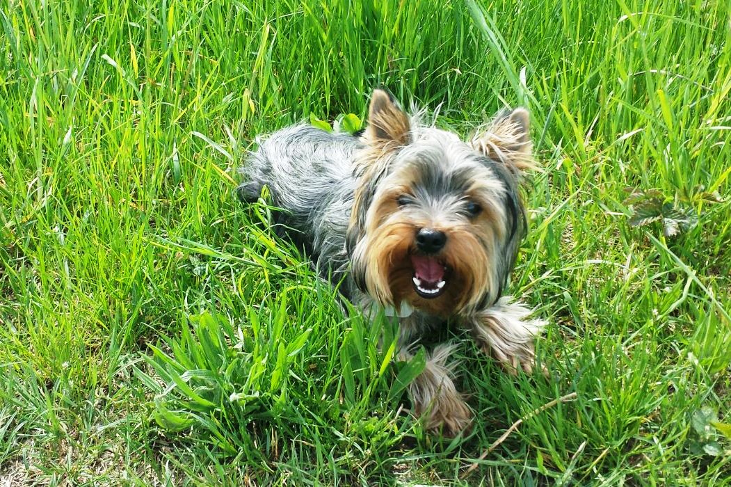 Bobby 2 Jahre alt