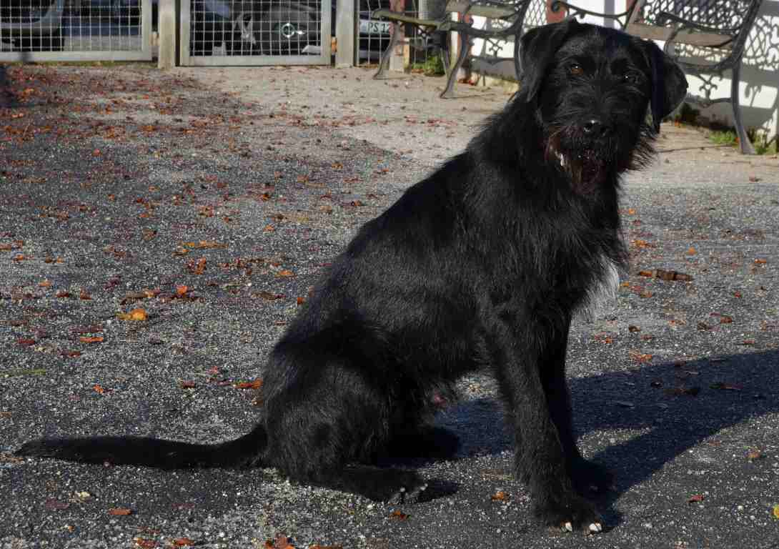 Bobby sucht neuen Besitzer Tierheim Tirschenreuth