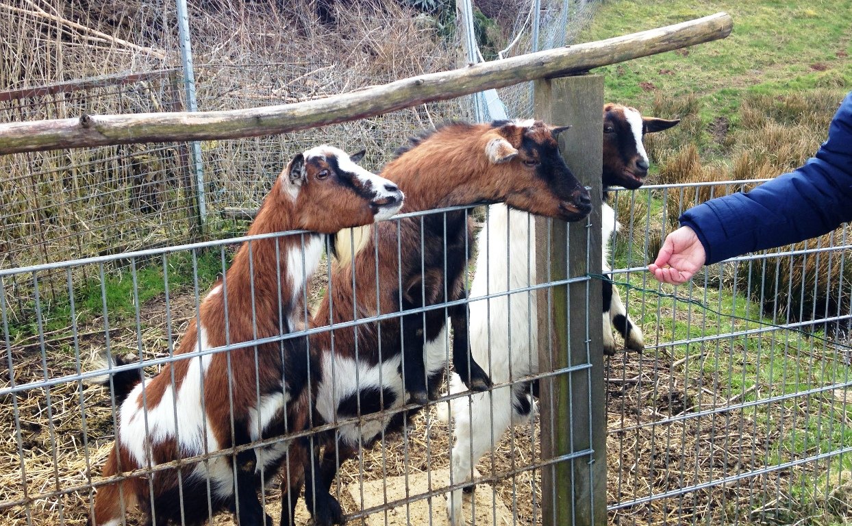 Tierpark Irchenrieth, Burenziege