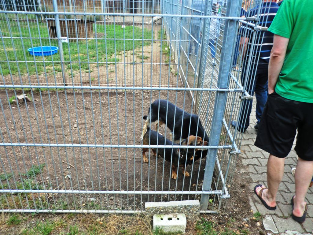 Tag der offenen Tür im Tierheim: Neues Zuhause gesucht