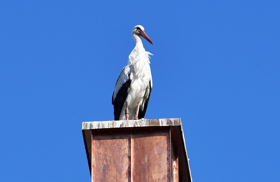 Storchen Weiden Flugtraining