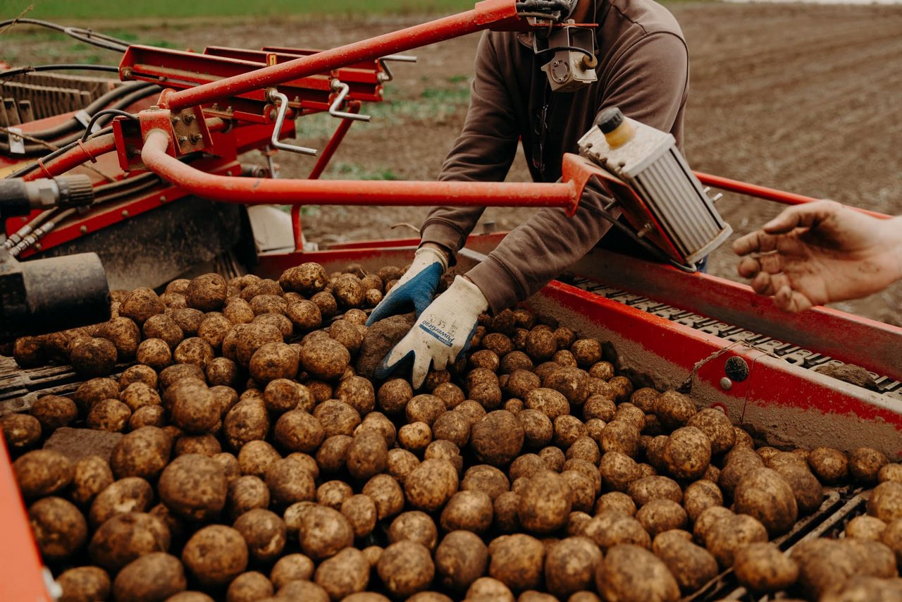 Chips Gern Land Kartoffelbauer 7