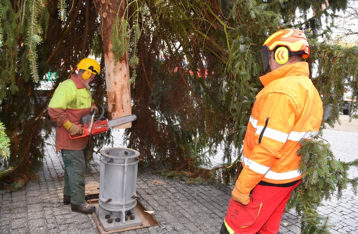 Christbaum Weihnachtsbaum Weiden 1