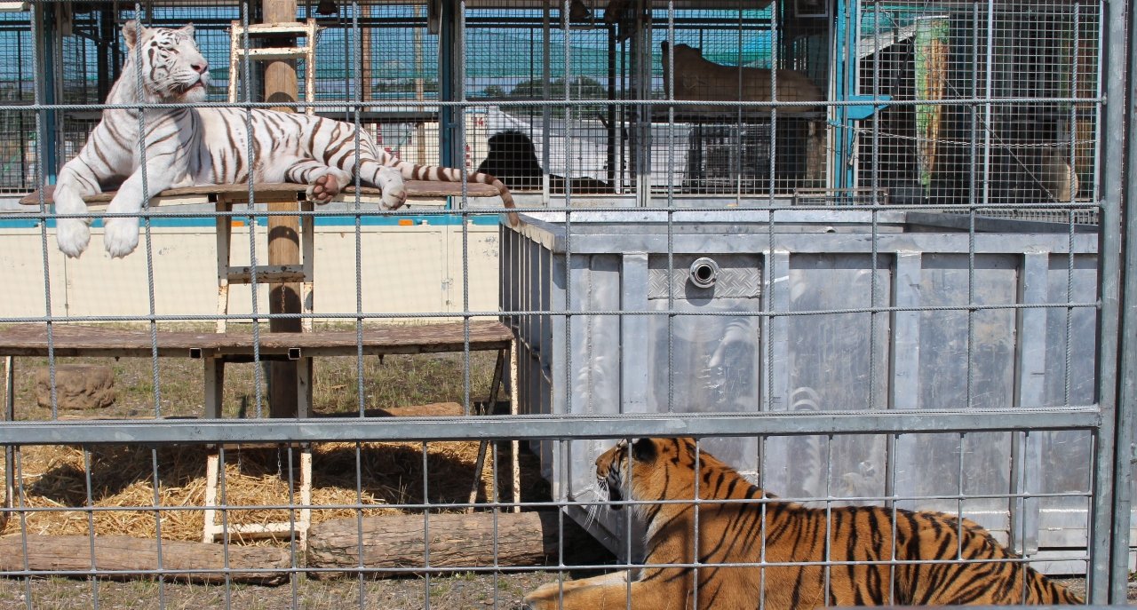 Circus Krone Tiger Löwen Zirkus Weiden Bild Jasmina