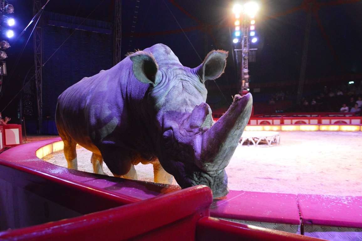 Circus Krone Weiden 2017 (22)