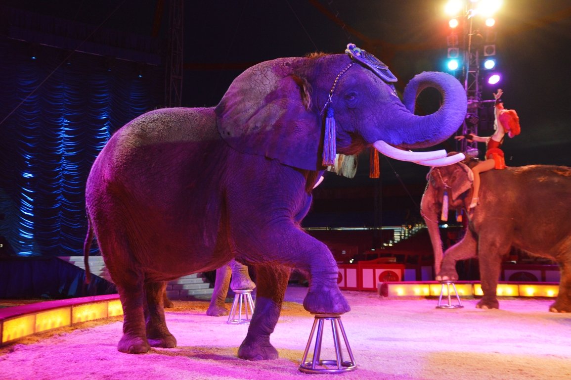 Circus Krone Weiden 2017 (3)