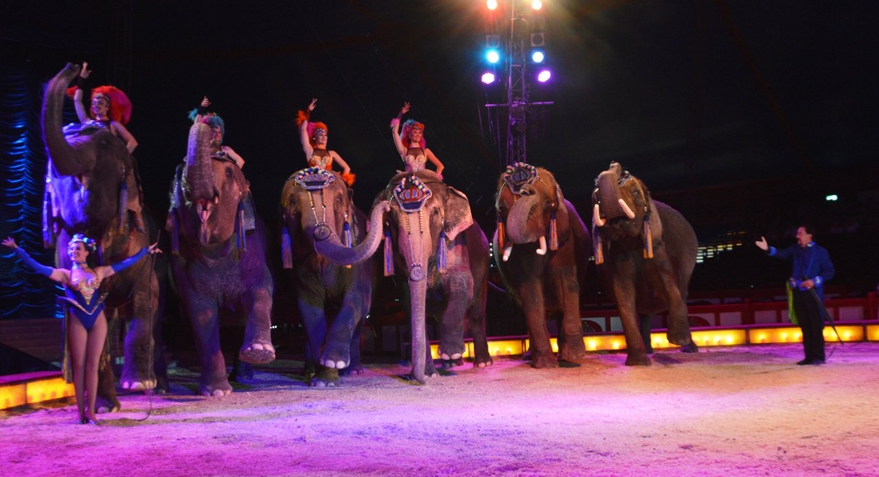 Circus Krone Weiden 2017 (5)