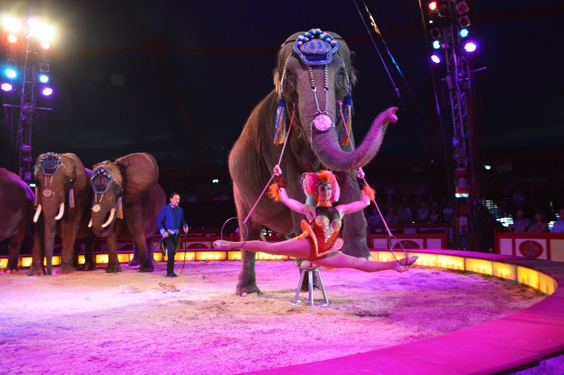 Circus Krone Weiden 2017 (6)