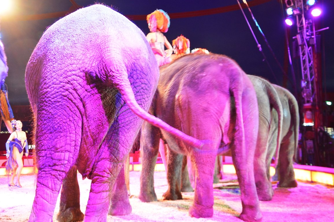 Circus Krone Weiden 2017 (7)