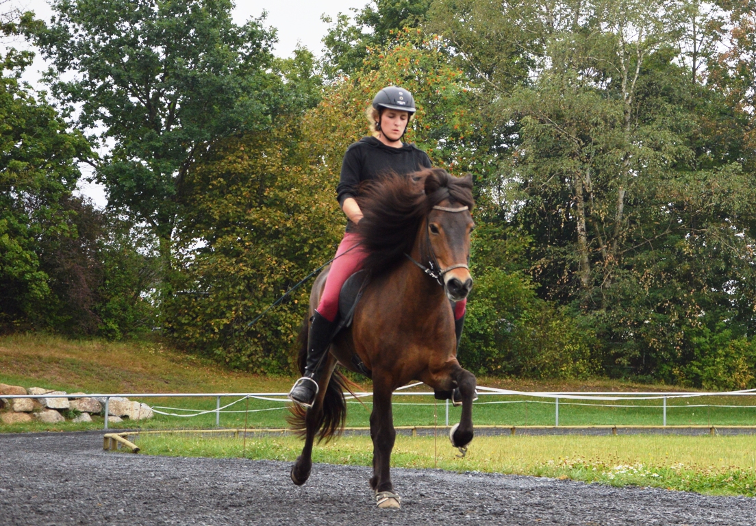 Bayrische Islandpferdemeisterschaften Wurz 2015