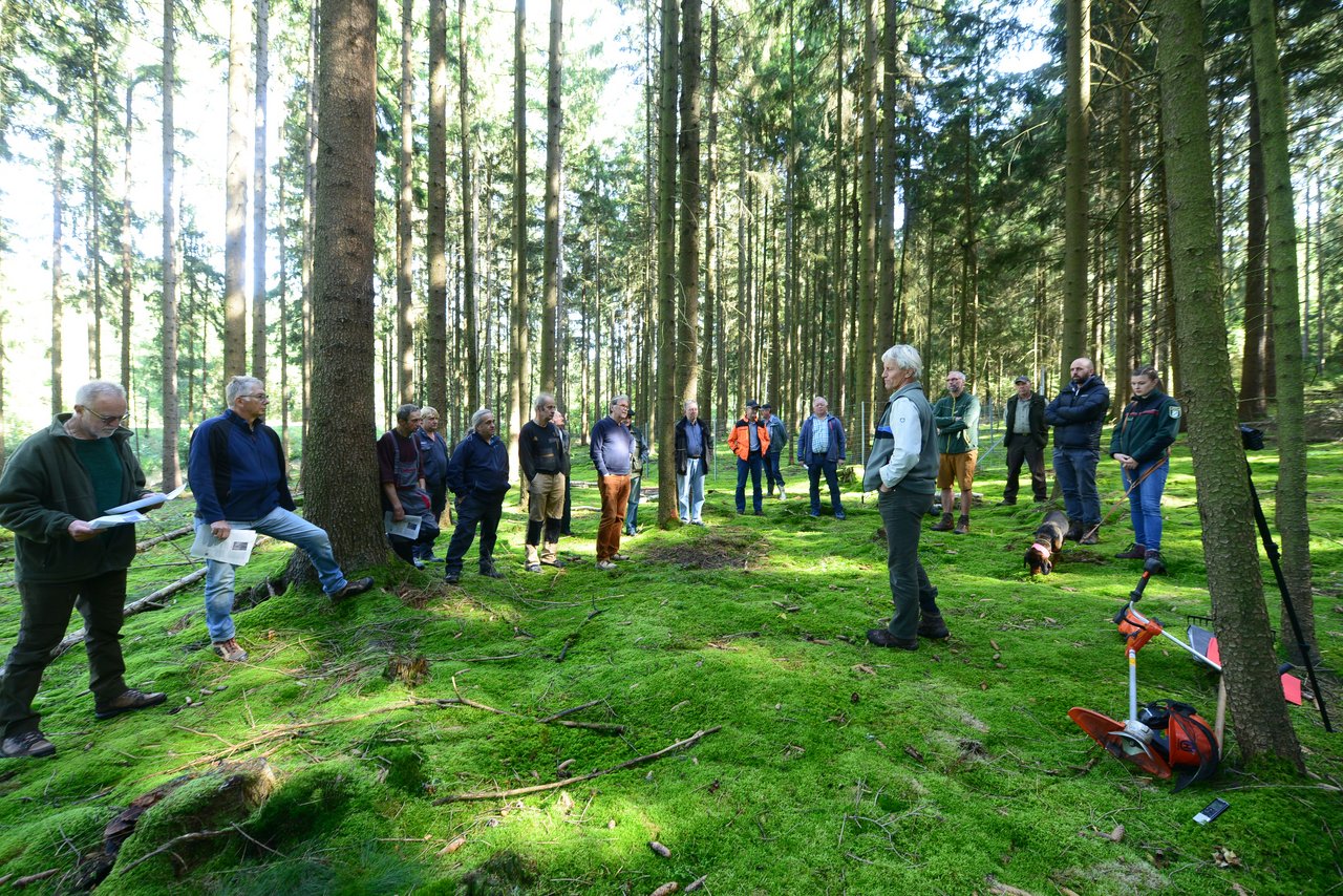 Weißtanne kehrt in die Nordoberpfalz zurück