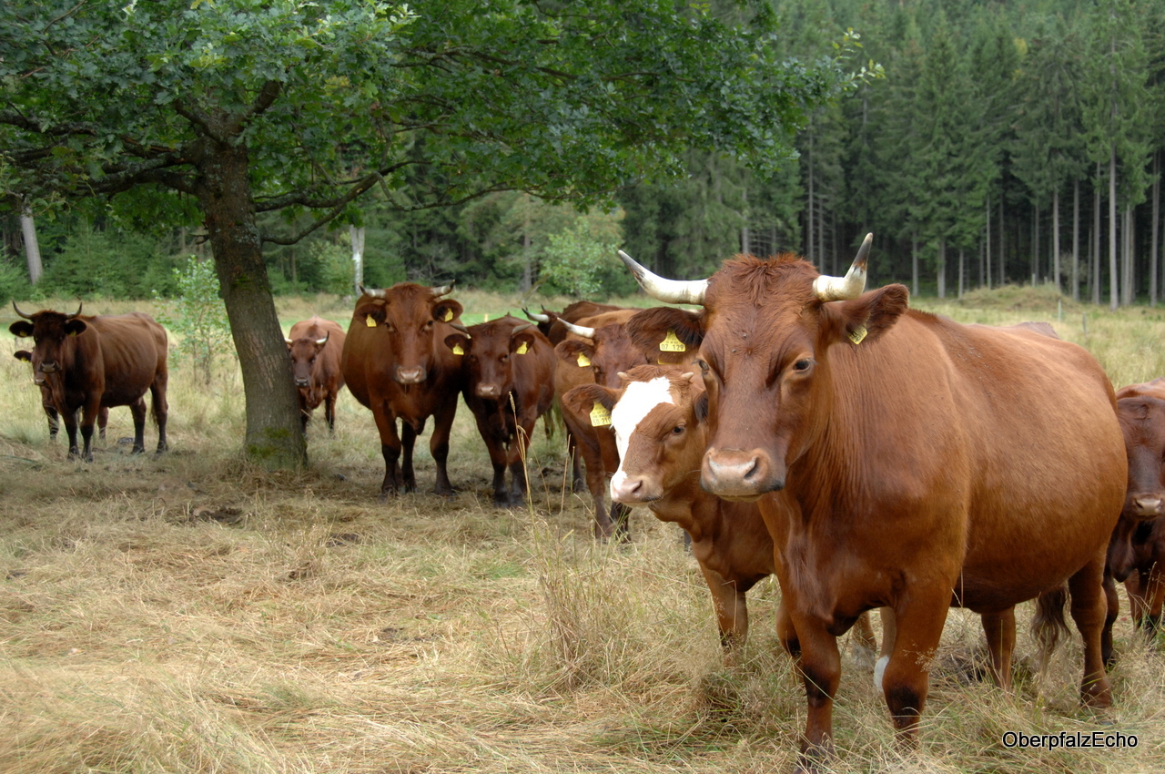 Josef Schmidt, Ökoregion Steinwald