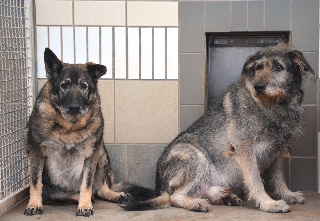 Tierheim Weiden Schäferhund Riesenschnautzer Rettung Vohenstrauß