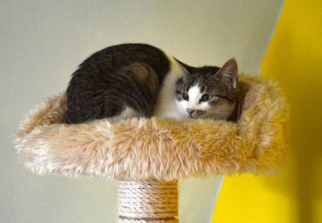 Tierheim Weiden Katzen Rettung Vohenstrauß