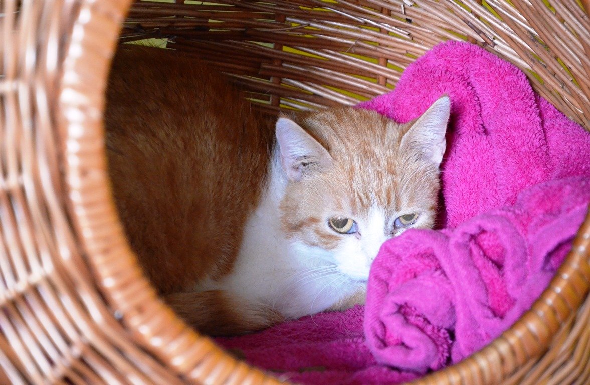 Tierheim Weiden Rettung Vohenstrauß