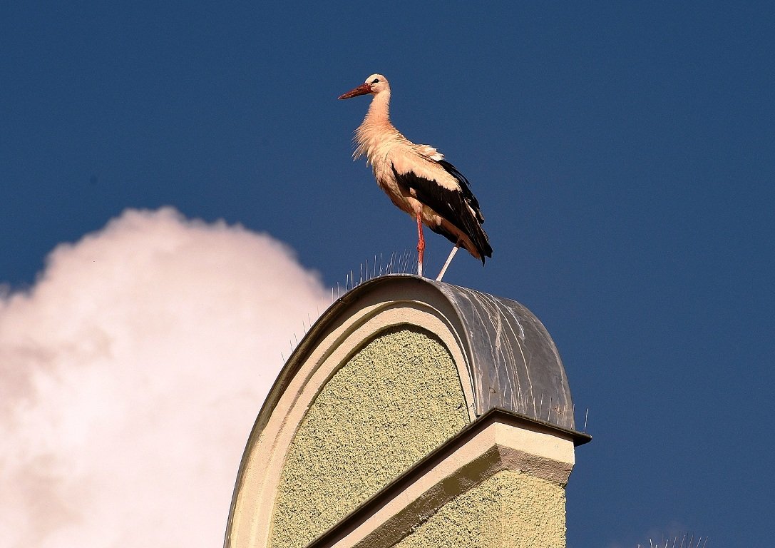Storch Weiden Winterquartier