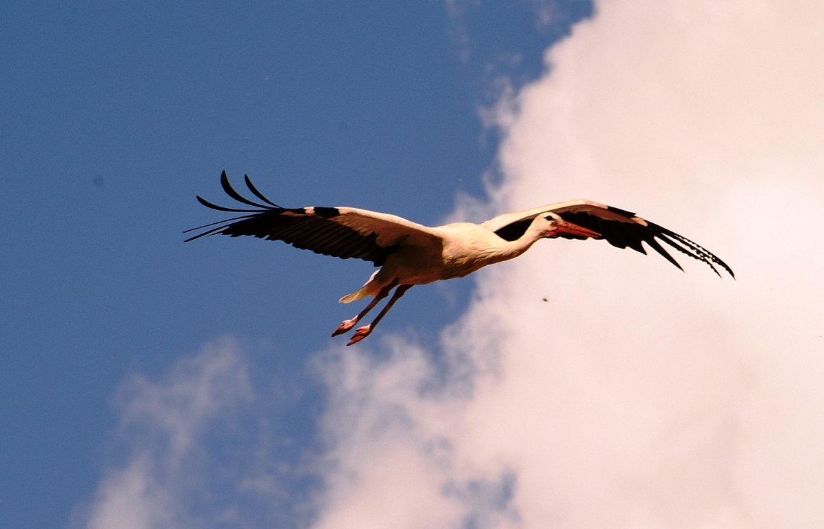 Storch Weiden Winterquartier