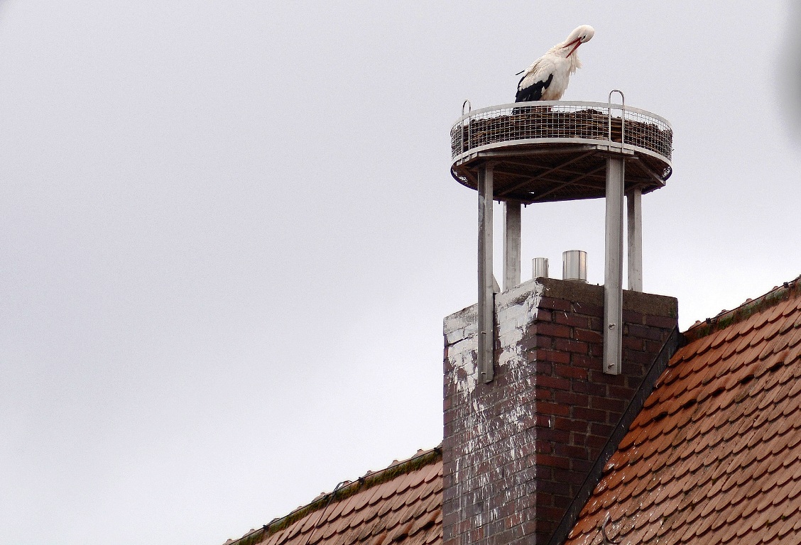 Storch Weiden Nest Storchenhorst