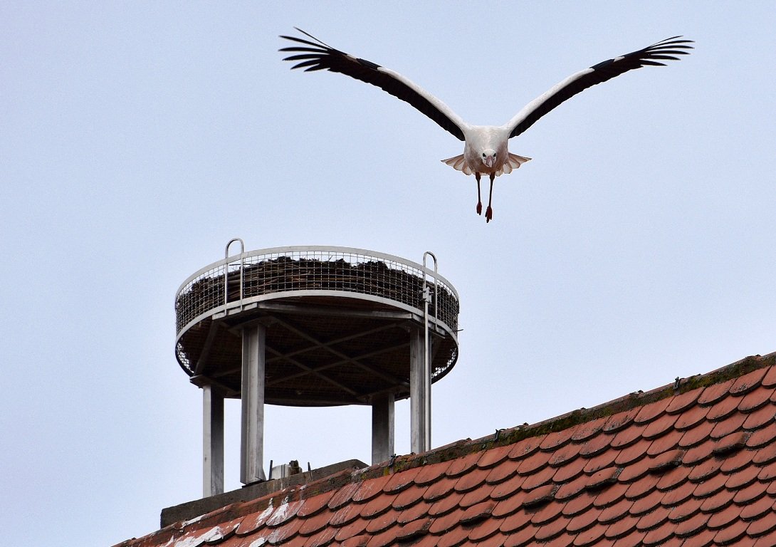 Storch Weiden Winterquartier