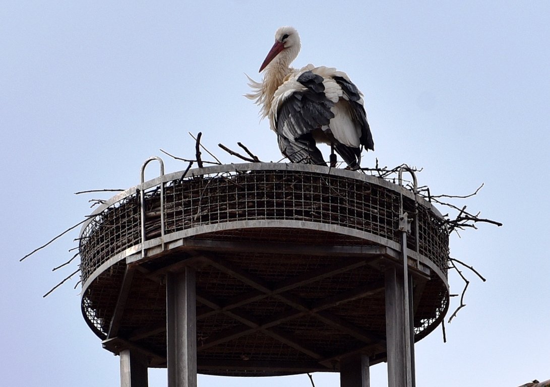 Storch Ankunft Weiden