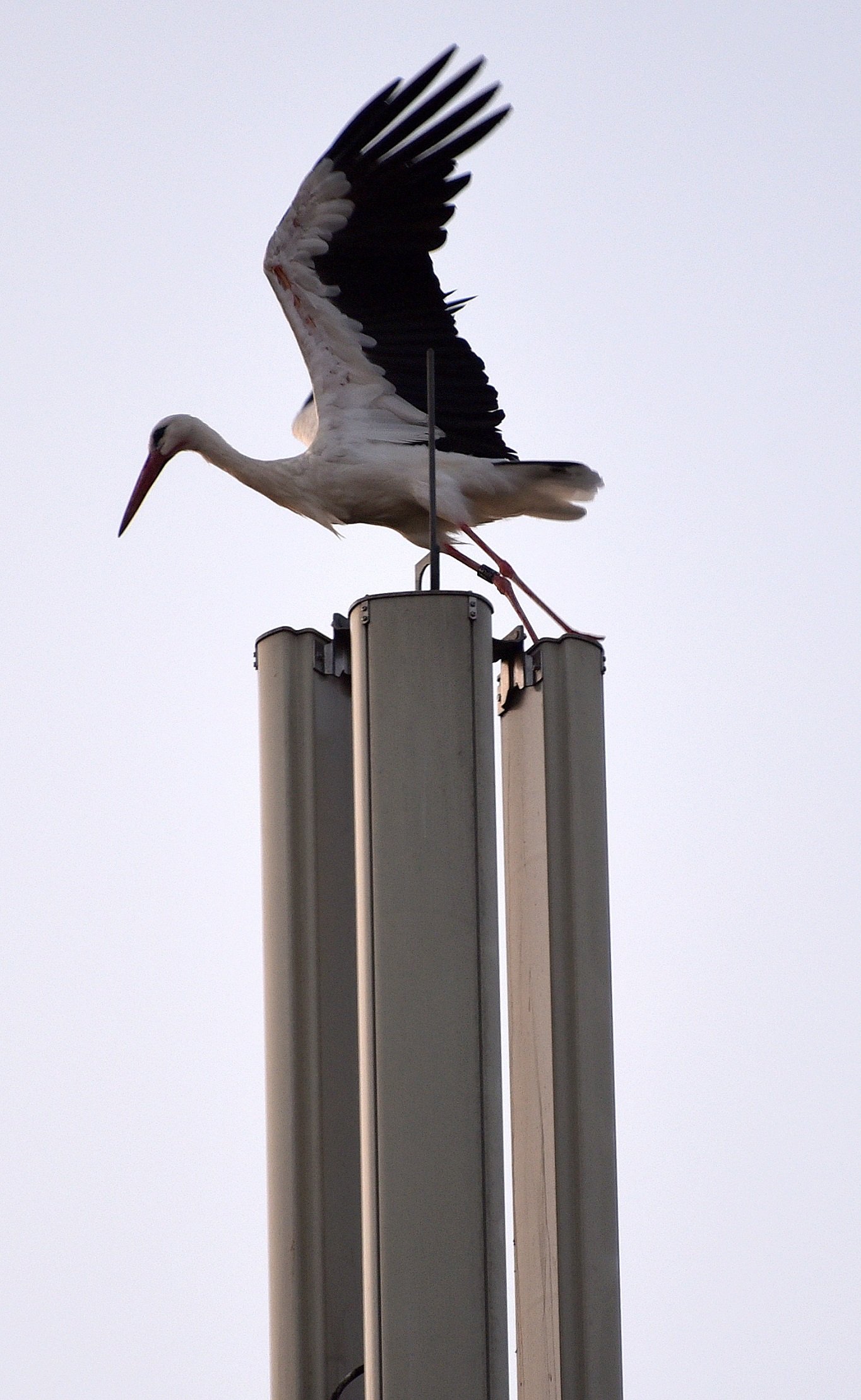 Storch Weiden