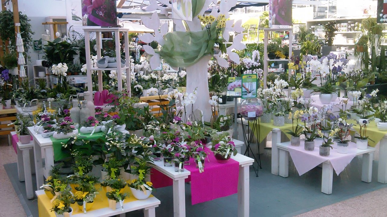 Dehner Weiden Deko Blumenschmuck Pflanzen