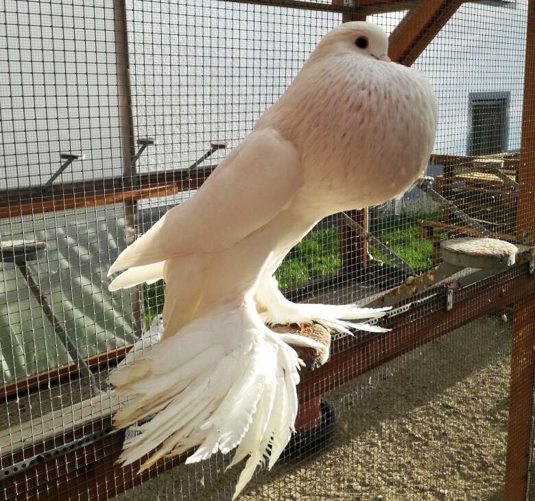 Deutscher Meister Rassetauben Taubenzucht Matthias Sauer (3)