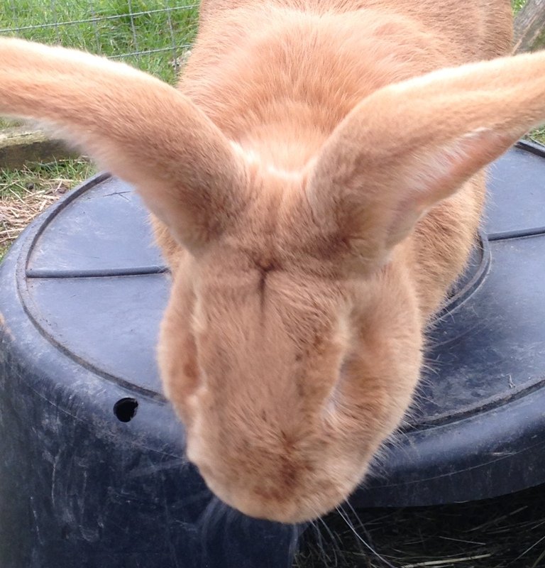 Tierpark Irchenrieth, Deutscher Riese1