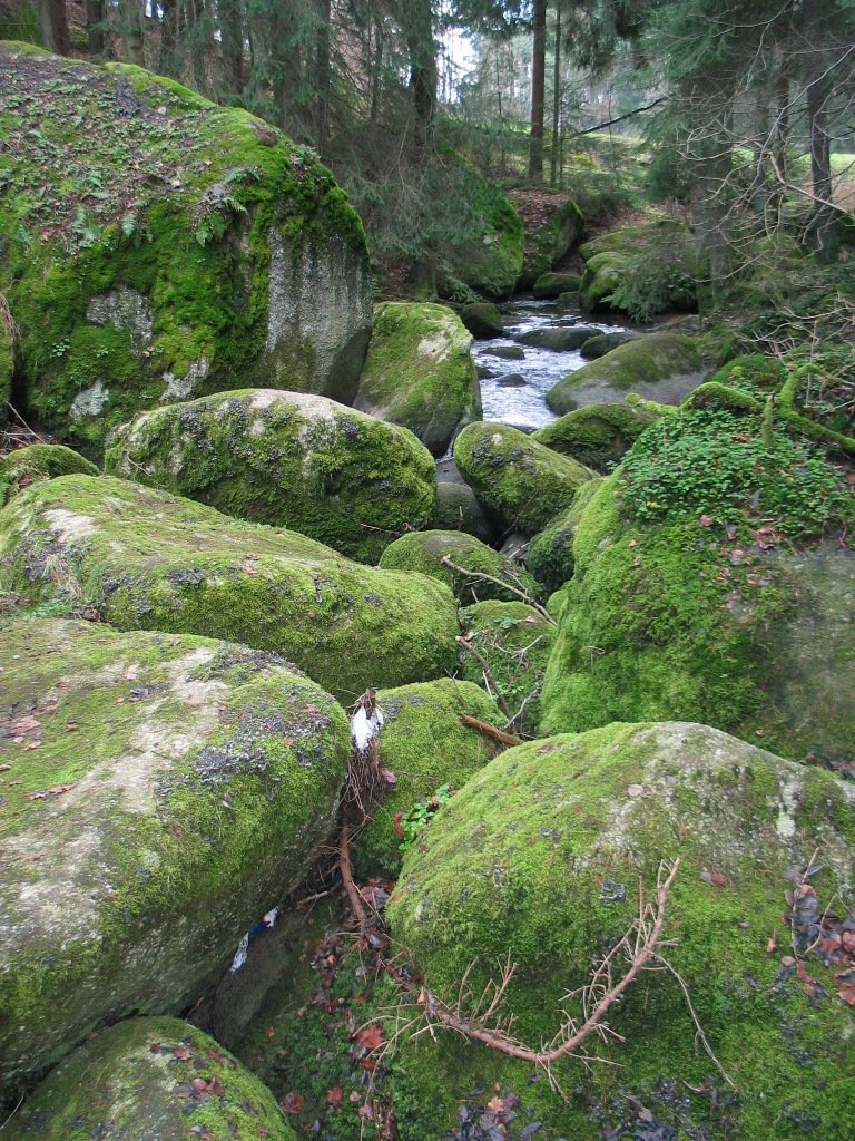 Führung durch das älteste Naturschutzgebiet der Oberpfalz