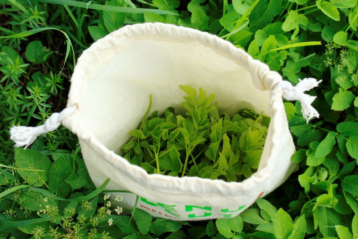 EWILPA_WALDECK_Giersch_im_Sammelbeutel_Copyright_Birgit_Matz__1_