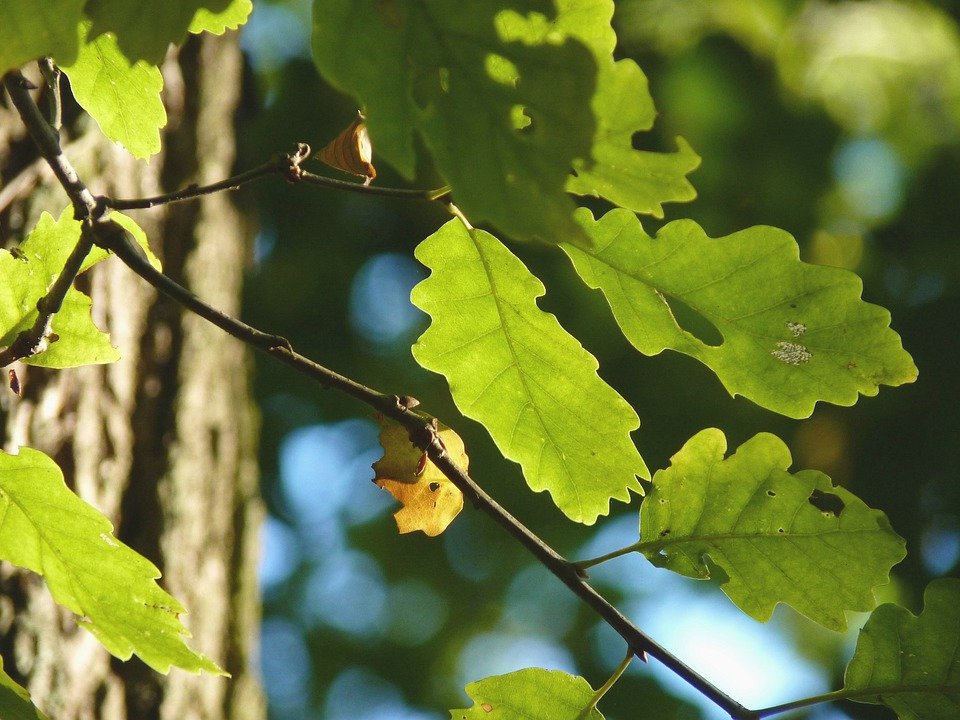 Eiche, Baum, Blätter, Wald, pixabay