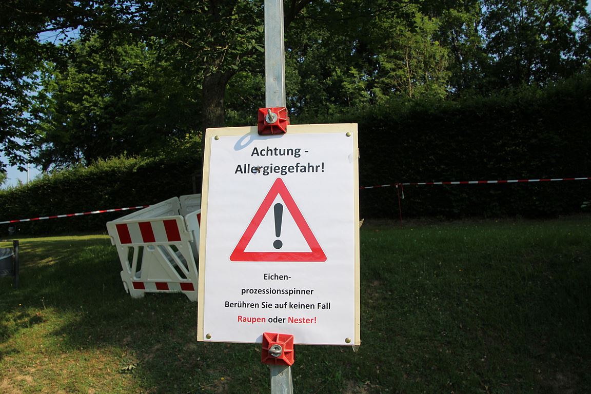 Eichenprozessionsspinner am Rußweiher Eschenbach Raupe Gesundheutsschädlich Bilder Jürgen Masching4
